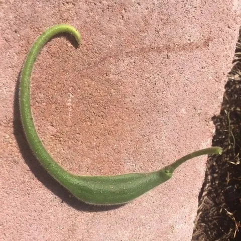 Immature Pod