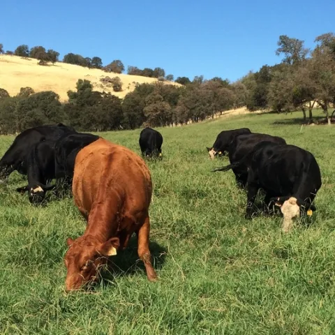 SFREC cows 4