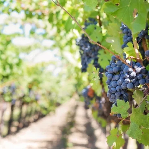 vines 1