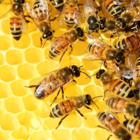 Abejas melíferas