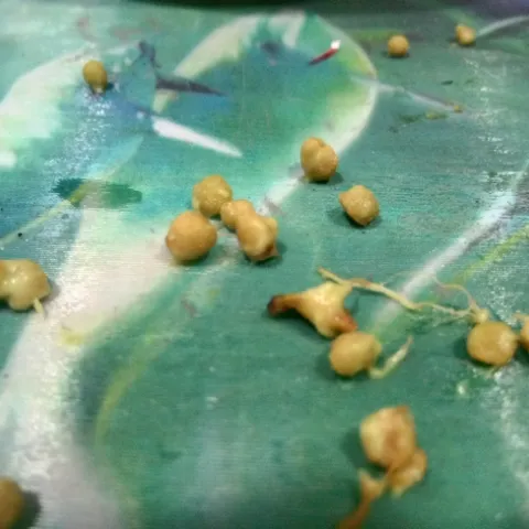 avocado stones
