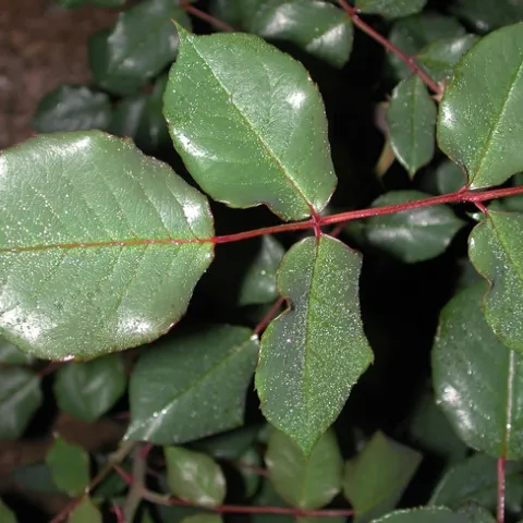 condenseonrose1