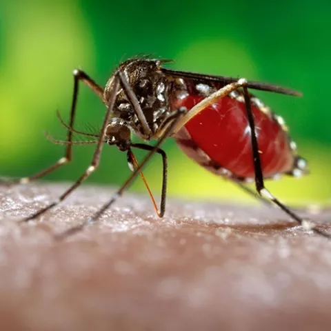 This mosquito, Aedes aegypti (infected mosqutoes can transmit such diseases as dengue and the Zika virus) will be the focus of Lark Coffey's seminar at 4:10 p.m., Wednesday, Nov. 7 in 122 Briggs Hall, UC Davis. (Photo by James Gathany, Centers for Disease Control)