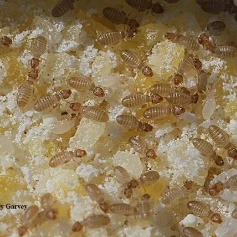 Booklice are nearly microscopic insects, Liposcelis bostrychophila, or "psocids" (pronounced "so kids"). They are common pests in stored grains. (Photo by Kathy Keatley Garvey)