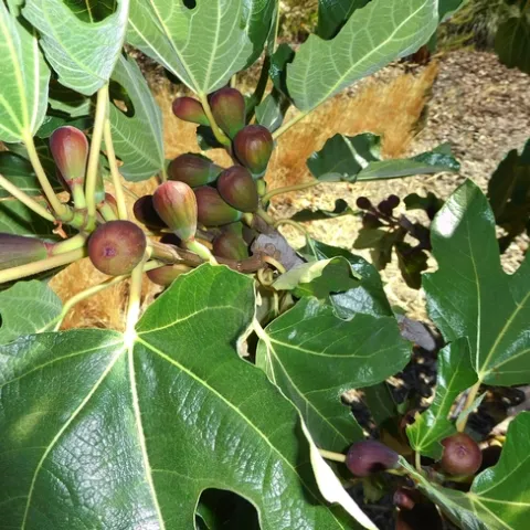 Ficus Carica