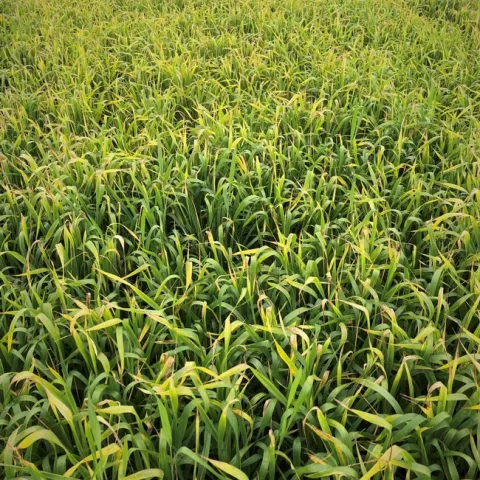Small Grains Injury