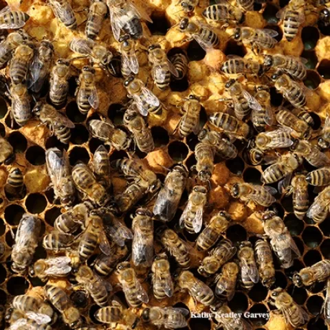 What's going on in the hive? World-renowned honey bee geneticist Robert Eugene “Rob” Page Jr., the 2018 recipient of the Thomas and Nina Leigh Distinguished Alumni Award, UC Davis Department of Entomology and Nematology, will speak on "In Search of the Spirit of the Hive: a 30-Year Quest"--at 4 p.m., Thursday, Nov. 29 in the International House, 10 College Park, Davis. (Photo by Kathy Keatley Garvey)