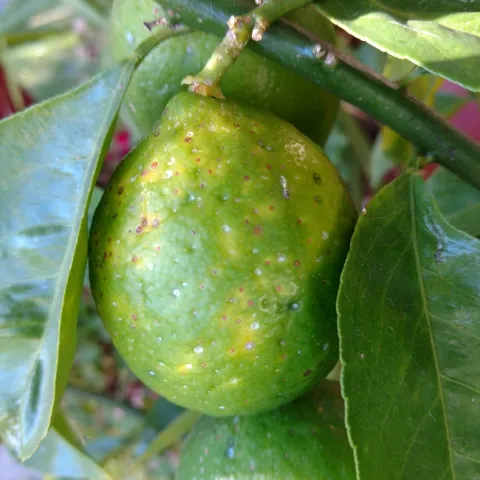 Citrus hard scale