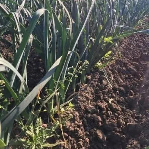 Photo 1. Weeds in untreated