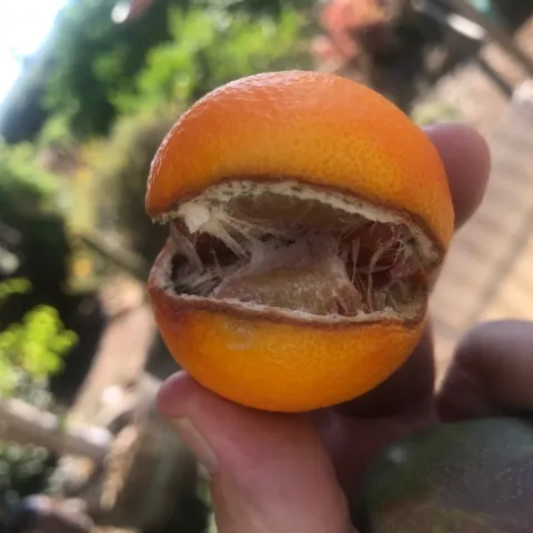blood orange split