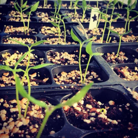 Starting Seeds