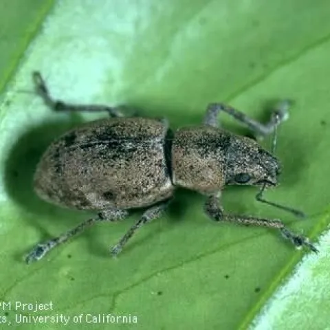 fuller rose beetle