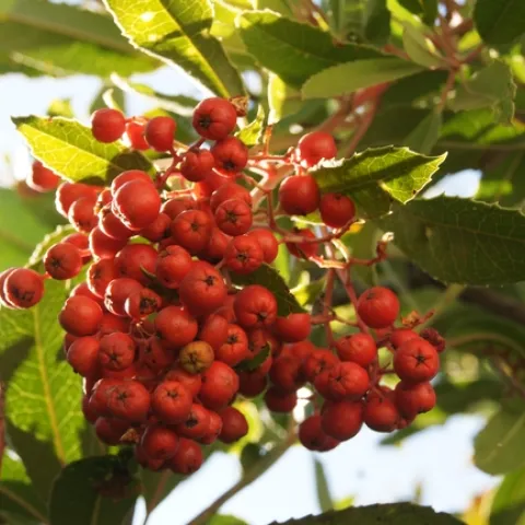 Toyon
