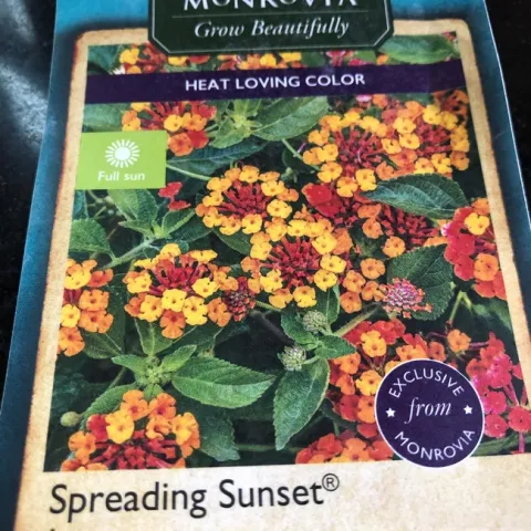 lantana