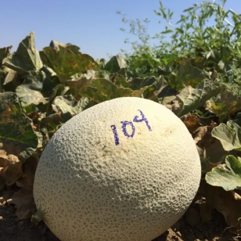 cantaloupe