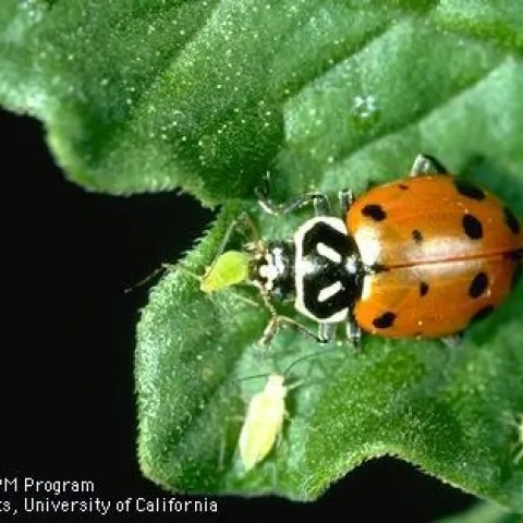 Lady beetle eating an aphid. (Credit: Jack Kelly Clark)