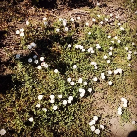 bindweed