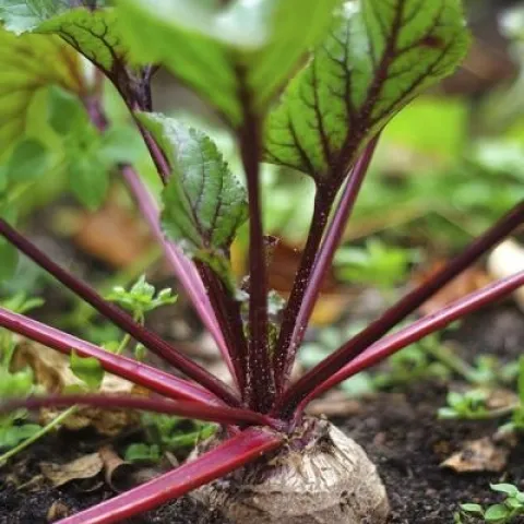 Beet