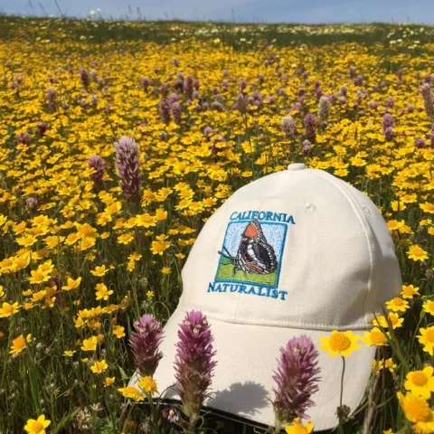 hat