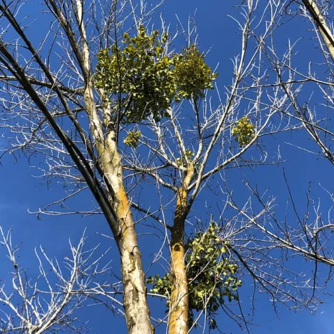 Mistletoe