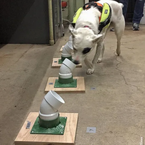 dog sniffing