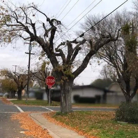 topped tree1