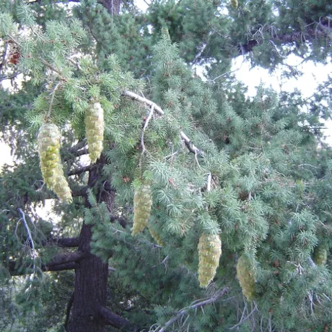 Bigcone Douglas-fir occurs from the San Rafael Mountains in central Santa Barbara County and the Tehachapi Mountains of southwestern Kern County, south through the Transverse Ranges, to the Cuyamaca Mountains in San Diego County. (Photo: Wikimedia Commons)