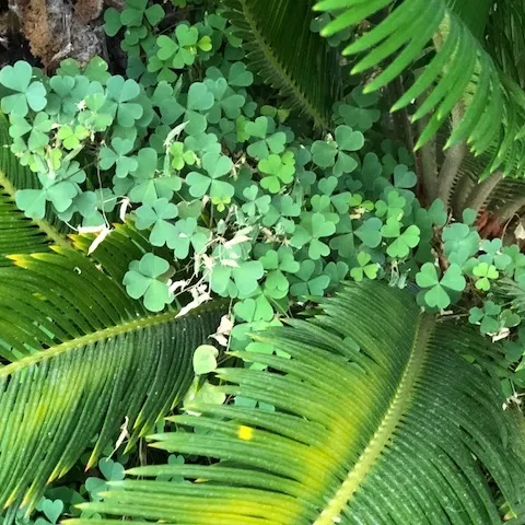 Oxalis 3