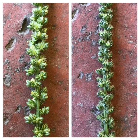 Waterhemp flowers