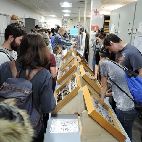 This was the scene at the Bohart Museum of Entomology during the 2018 UC Davis Biodiversity Museum Day. (Photo by Kathy Keatley Garvey)