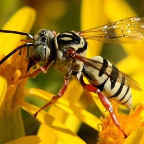 Klepto - cuckoo bee
