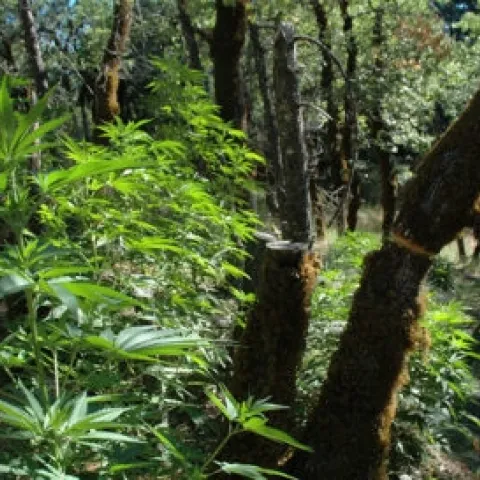 Tree leaves and needles are removed because they block sunlight needed for marijuana plants. Pacific Southwest Region 5 photo, via Flickr