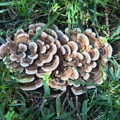 Trametes versicolor, common name Turkey Tail, photo by Hank Morales
