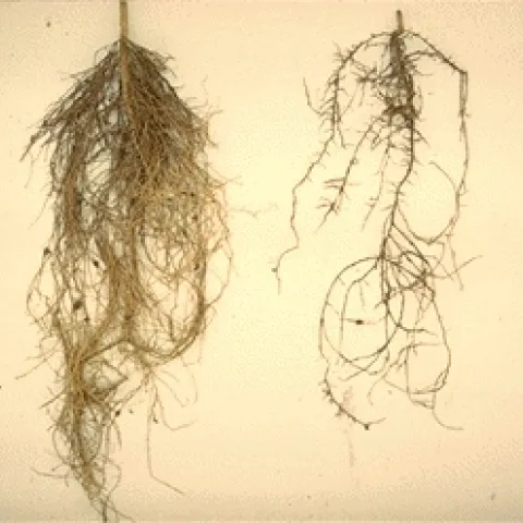 citrus nema damage