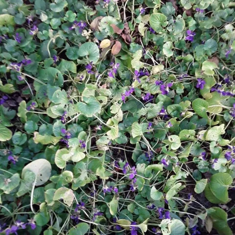 Violet photo
