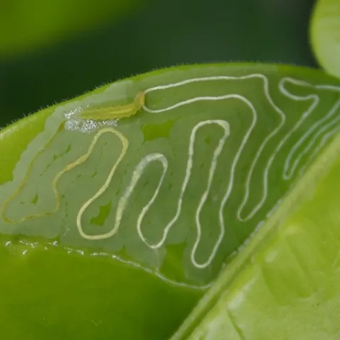 Up close image of a green citrus leaf with serpentine tunnel damage caused by feeding of a citrus leafminer larva, shown at the top of the leaf.