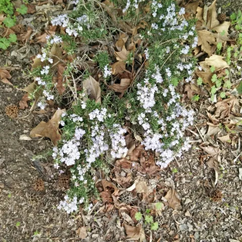 Rosemary