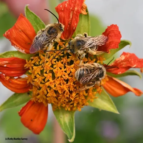 Male longhorned bees, Melissodes, sleeping on a Mexican sunflower (Tithonia). (Photo by Kathy Keatley Garvey)