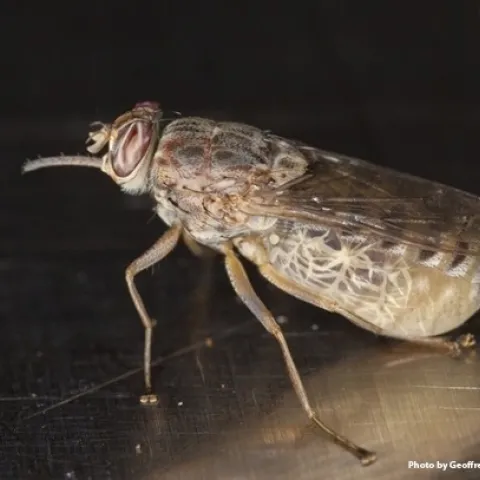 Tsete fly. (Photo by Geoffrey Attardo)
