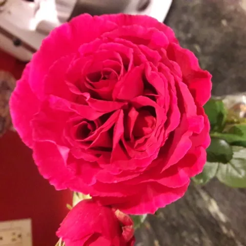 triple bud rose