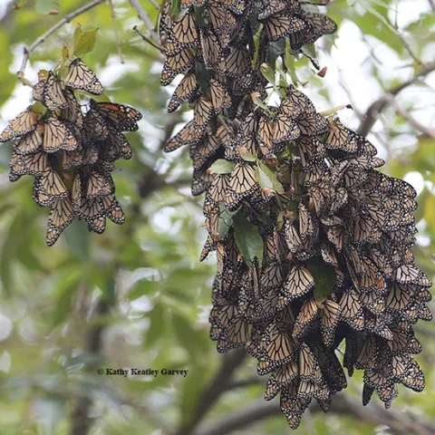 Butterflies roosting in the Berkeley Aquatic Park on Nov. 26, 2015. (Photo by Kathy Keatley Garvey)