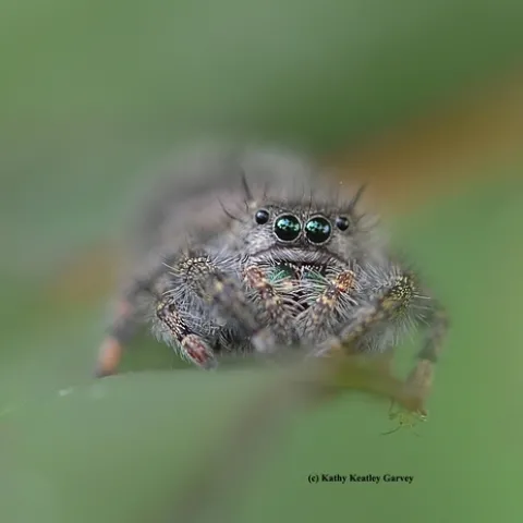 A jumping spider peers at the camera. (Photo by Kathy Keatley Garvey)
