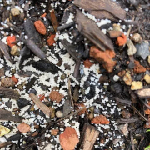 slime mold