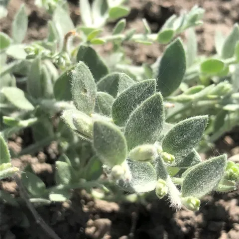 Alkali weed