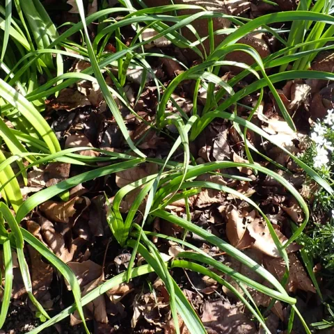 Bloomless N tazetta - Chinese sacred lily
