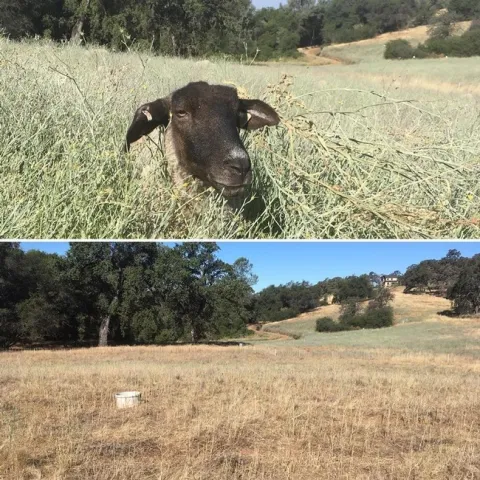 dkm sheep YST