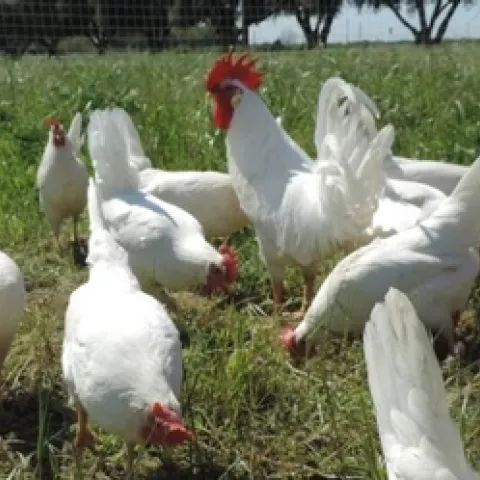 chickens