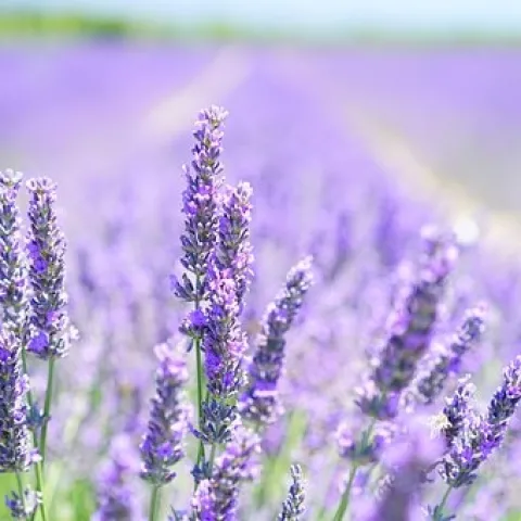 Lavender