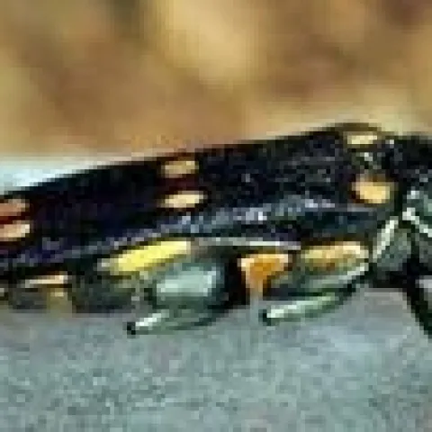 GSOB