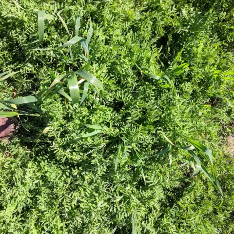 Vetch Plot 2